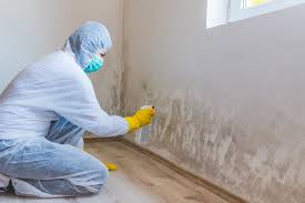 Trusted Haliimaile, HI Mold Inspection Experts