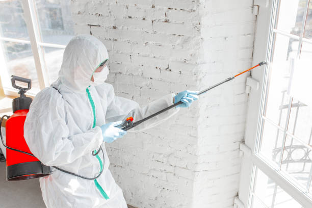 Why You Should Choose Our Mold Remediation Services in Haliimaile, HI